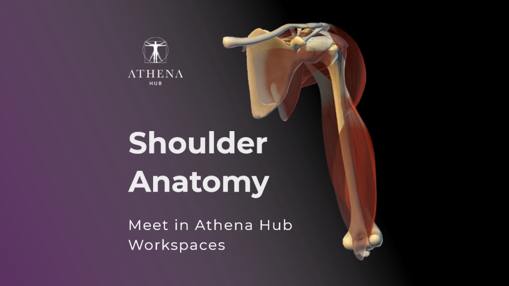 Shoulder Anatomy - Athena Hub Workspaces