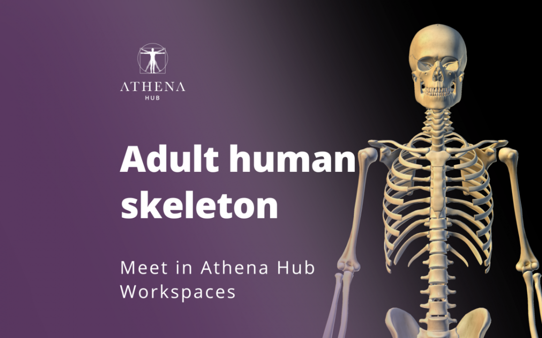 Esqueleto Humano Adulto – Athena Hub Workspaces