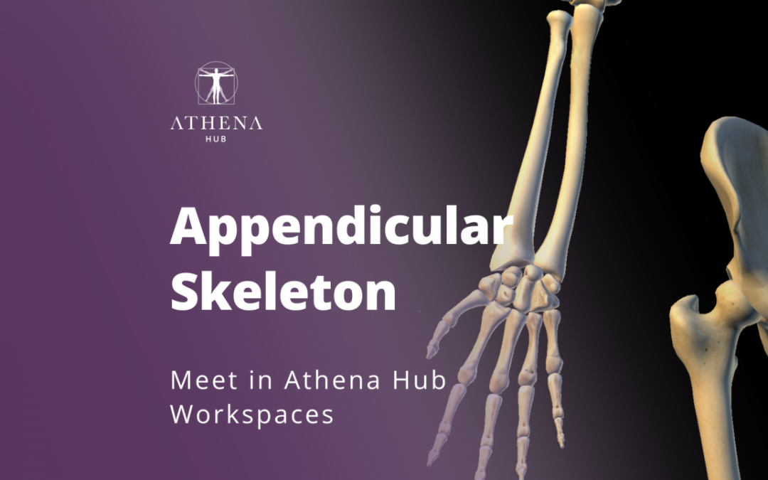 Esqueleto Apendicular – Athena Hub Workspaces