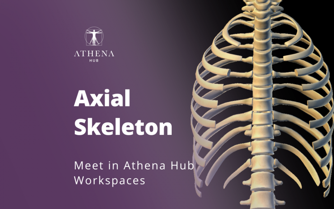 Axial Skeleton – Athena Hub Workspaces