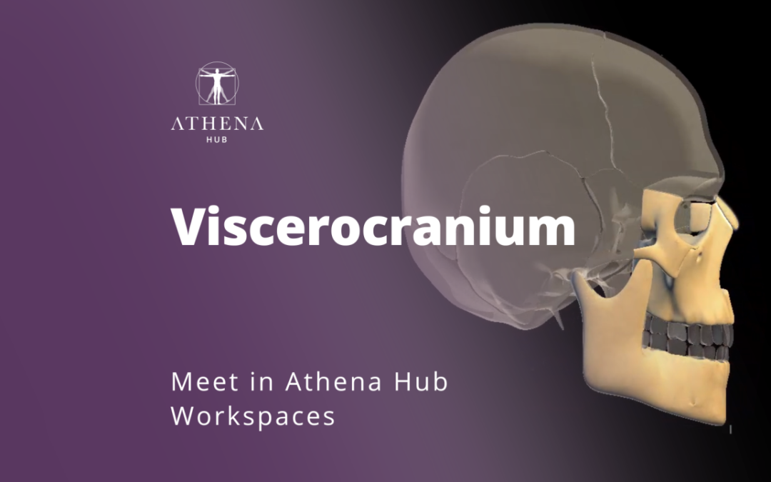 Viscerocrânio – Athena Hub Workspaces